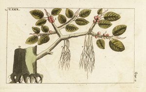 Figuier banyan avec racines aériennes, Ficus benghalensis - Unbekannter Künstler