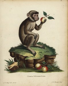Macaque berbère, Macaca sylvanus - Unbekannter Künstler