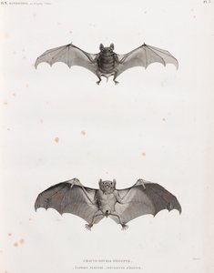 Chauves-souris en Égypte