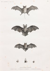Chauves-souris en Égypte