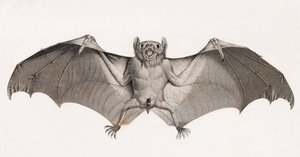 Chauves-souris en Égypte - Unbekannt
