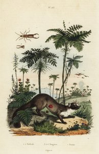 Fouine, Martes foina, perce-oreille, Forficula auricularia, et variétés de fougères, espèces de Filices - Unbekannt