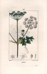 Berce ou charavie - Gravure par Lambert fils, d