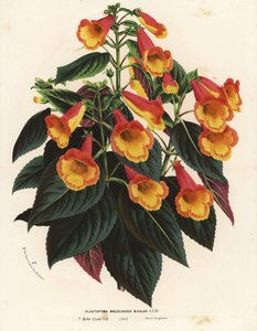 Achimenantha bicolore x naegelioides cultivar