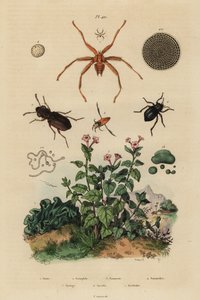 Coléoptère aux grands yeux, Notiophilus biguttatus, nageur de dos, espèces de Nononecta, fossile de nummulite, coléoptère noir, espèces de Nyctelia, mouche chauve-souris, espèces de Nycteribia