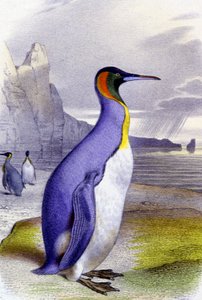 Grand pingouin, vers 1850 (lithographie) - Unbekannter Künstler