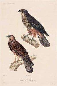 Oiseaux de proie