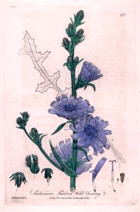 Chicorée amère (Cichorium intybus)