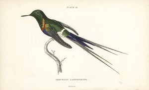 Colibri à ventre noir, Discosura langsdorffi (Colibri de Langsdorff, Trochilus langsdorffii) - Unbekannter Künstler