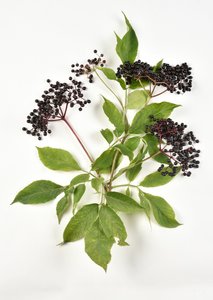 Baies noires de sureau noir européen