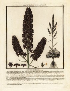 Hellébore noir, Veratrum nigrum