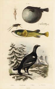Grand tétras, poisson-globe et criquet