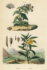 Jusquiame noire, Hyoscyamus niger 1, et onagre du Pérou, Ludwigia peruviana 2