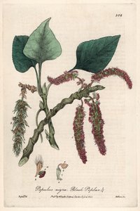 Peuplier noir ou franc, liard ou piboule (Populus nigra) - Planche botanique de Isaac Russell, gravée par Charles Matthews, tirée de « Phénomènes botaniques anglais » de William Baxter (1788-1871)