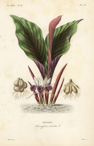 Zédoaire