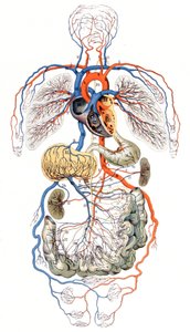 Circulation sanguine, vers 1880