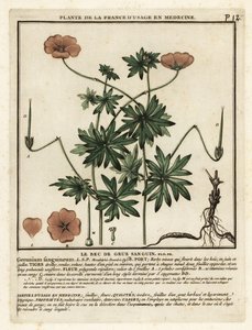 Géranium sanguin, Geranium sanguineum - Unbekannter Künstler
