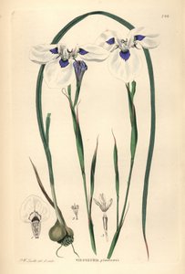 Moraea aristata aux yeux bleus