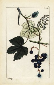 Raisins bleus sur vigne, Vinis vitifera