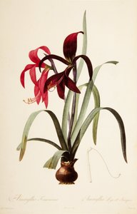 Illustration botanique/Redoubt/Sprekelia formosissima/Lys de Saint-Jacques/Lys jacobin - William M. Timlin