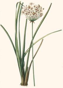 Illustration botanique/Redouté/Butomus umbellatus/Butome en ombelle/Fleur de bracelet - Unbekannt
