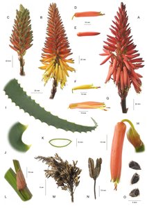 Planche botanique / Aloe arborescens - Unbekannt