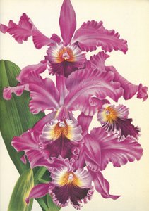 Planche botanique/Cattleya labiata var. Perfecta/Lindenia - Unbekannt