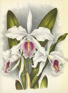 Planche botanique Cattleya maxima var. Virginalis Lindenia