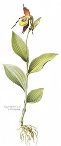 Planche botanique/Cypripedium calceolus/Sabot de Vénus - Unbekannt