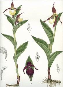 Planche botanique/Cypripedium calceolus/Sabot de Vénus - Unbekannt