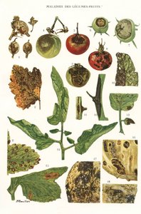 Planche botanique/Maladies des fruits et légumes - Unbekannt