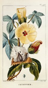 Planche botanique/Gossypium sp/Coton - Unbekannt