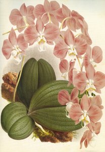 Planche botanique/Phalaenopsis sanderiana/Lindenia - Unbekannt