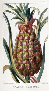 Planche botanique/Ananas