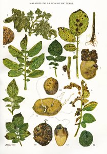 Planche botanique/Maladies de la pomme de terre/Solanum tuberosum - Unbekannt