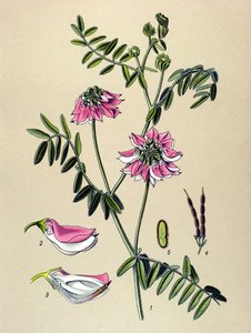Planche botanique, plante : Coronille bigarrée (Coronilla varia) - Unbekannter Künstler