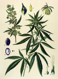 Planche botanique. Plante vénéneuse et médicinale : chanvre (Cannabis sativa)