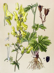 Planche botanique, plante vénéneuse et médicinale : Tue-loup (Aconitum lycoctonum) - Unbekannter Künstler