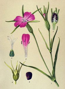 Planche botanique, plante vénéneuse : Nielle des blés (Agrostemma githago)