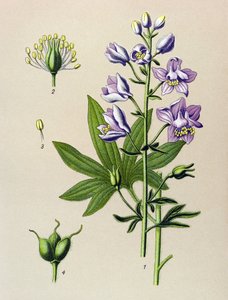 Planche botanique. Plante vénéneuse : dauphinelle staphysagre (Delphinium staphysagria) - Unbekannter Künstler