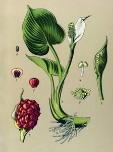 Planche botanique. Plante vénéneuse (toxique) : calla des marais (Calla palustris)