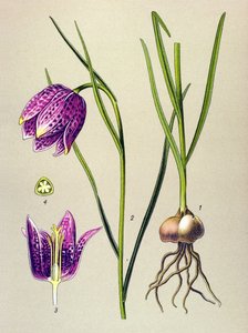 Planche botanique, plante vénéneuse : Fritillaire pintade (Fritillaria meleagris)