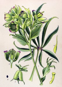 Planche botanique. Plante vénéneuse (toxique) : hellébore fétide (Helleborus foetidus)