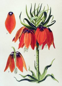 Planche botanique. Plante vénéneuse (toxique) : fritillaire impériale (Fritillaria imperialis) - Unbekannter Künstler