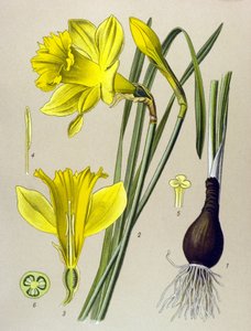 Planche botanique, plante vénéneuse : Narcisse jaune (Narcissus pseudonarcissus) - Unbekannter Künstler