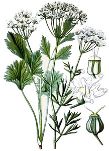 Planche botanique, plante médicinale : anis, chromolithographie vers 1870. - Unbekannter Künstler