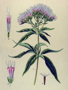 Planche botanique, plante : eupatoire à feuilles de chanvre (Eupatorium cannabinum)