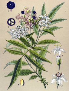 Planche botanique, plante : Sureau yèble (Sambucus ebulus)
