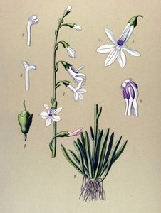 Planche botanique, plante : lobélie (Lobelia dortmanna) - Unbekannter Künstler