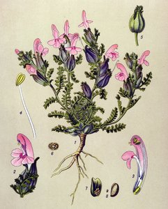 Planche botanique, plante : pédiculaire des bois (Pedicularis sylvatica) - Unbekannter Künstler